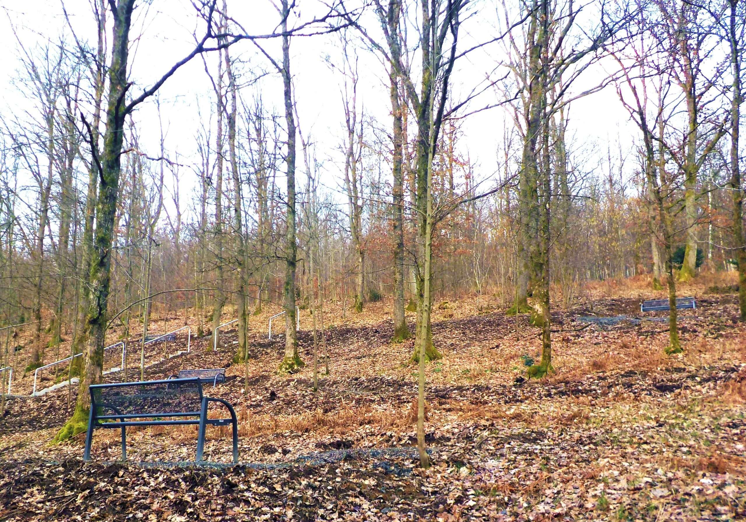 Erster Friedhofswald in Freudenberg: In Alchen sind ab sofort Urnenbestattungen im Wald möglich